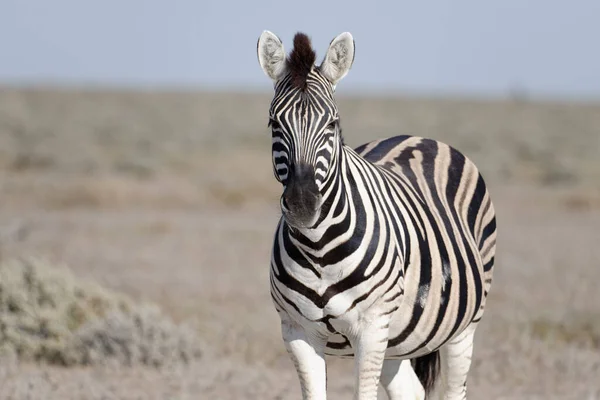 Uma Zebra Fica Frente Para Fotógrafo — Fotografia de Stock