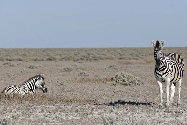 Potro Zebra Está Descansando Perto Sua Mãe Calor Dia — Fotografia de Stock