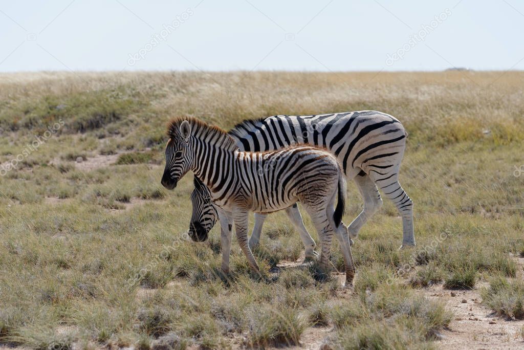A baby zebra and its mother on the savanna in Namibia, Africa