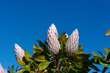 Mavi gökyüzüne karşı Pembe Protein