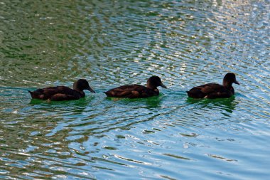 Sırayla yüzen üç ördek kuyruğu