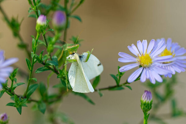 A white butterfly is being eaten by a New Zealand praying mantis