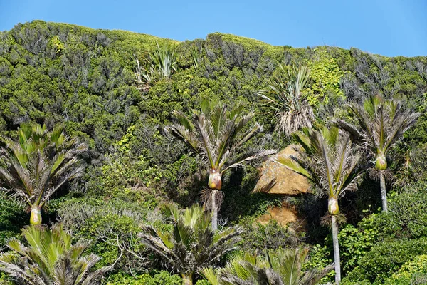 Новозеландское Дерево Пальма Никау — стоковое фото