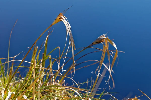 Teasels Blown Wind — Stock Photo, Image