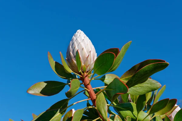 Único Botão Protea Rosa Contra Céu Azul — Fotografia de Stock