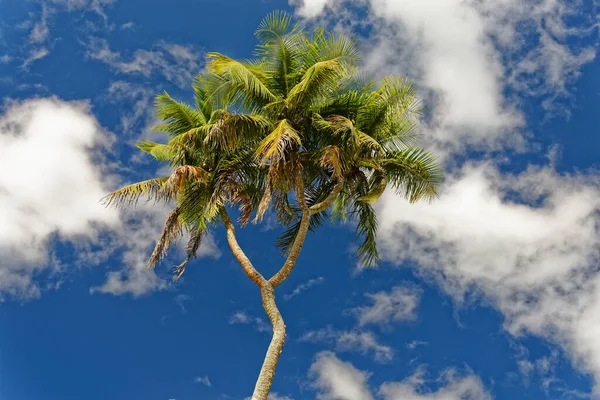 Kokosboom Met Prachtige Loofbomen — Stockfoto