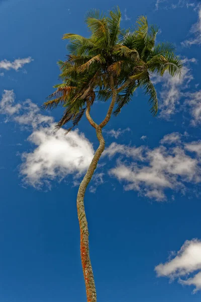 Coqueiro Com Tronco Muito Longo — Fotografia de Stock