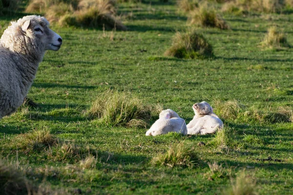 Ein Mutterschaf Wacht Über Ihre Zwillingslämmer — Stockfoto