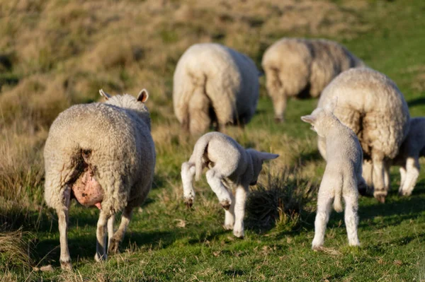 Małe Owieczki Skaczą Radości Gdy Stado Oddala Się — Zdjęcie stockowe