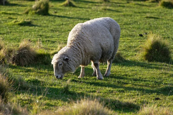 Eine Friedliche Ländliche Szene Eines Schafes Auf Der Weide — Stockfoto