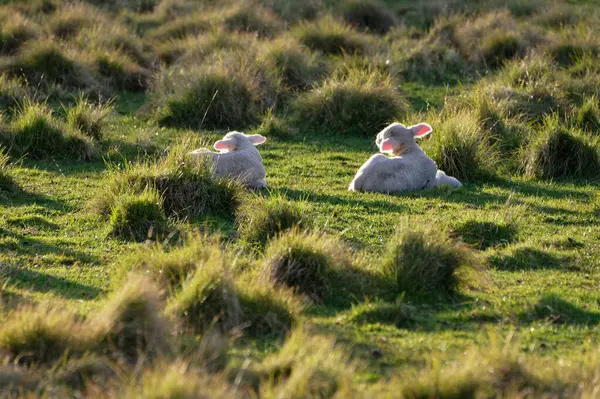 Lämmer Liegen Einem Sonnenbeschienenen Feld — Stockfoto