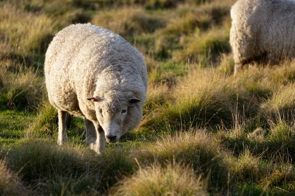 Owce Pasące Się Pastwisku Trawą Tussocky — Zdjęcie stockowe