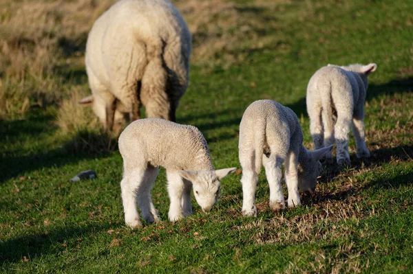 Drei Kleine Lämmer Und Ein Mutterschaf Auf Der Koppel — Stockfoto