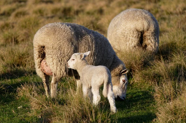 Landsbygdsscen Med Ett Litet Lamm Och Ett Par Vuxna Får — Stockfoto