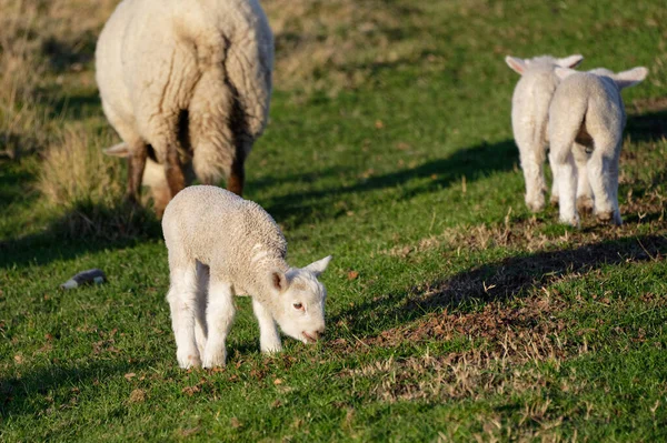 Zwillingslämmer Ländlicher Umgebung Mit Ihrer Mutter — Stockfoto