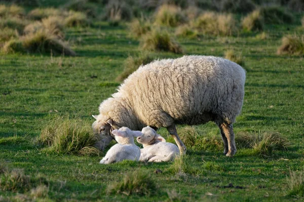 Schafe Und Lämmer Auf Einer Grünen Weide — Stockfoto