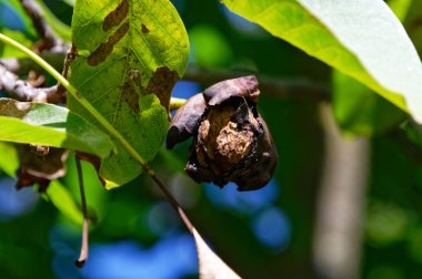 Bir ceviz neredeyse ağaçtan düşmeye hazır, dış kaplamasını gösteriyor.