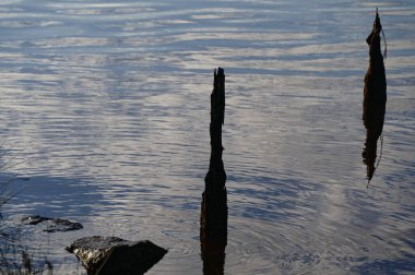 Akşam lambası nehir kıyısında, yaşlı bir sütun sudan dışarı sarkmış.