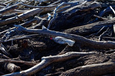 Sürüklenen odunlardaki plastik kirliliği