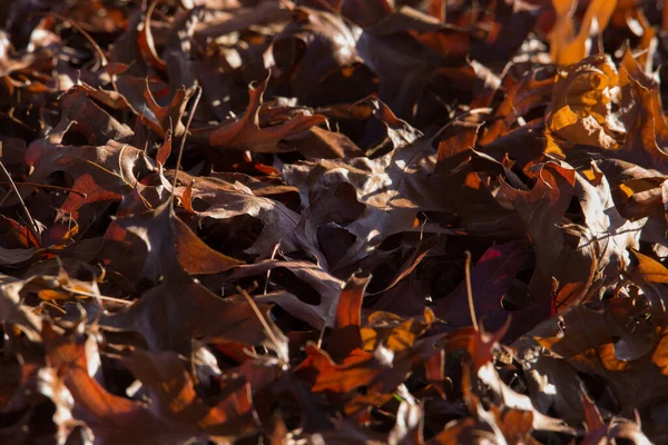 Dead Brown Leaves Lying Ground — Stock Photo, Image