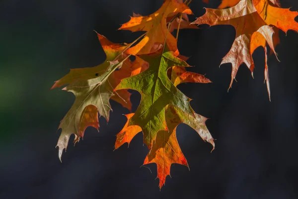 Changing Colours Autumn — Stock Photo, Image