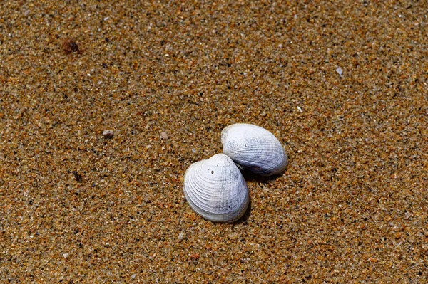 Beinahe Zerteilt Liegt Eine Muschel Einem Goldenen Strand Verbunden Aber — Stockfoto
