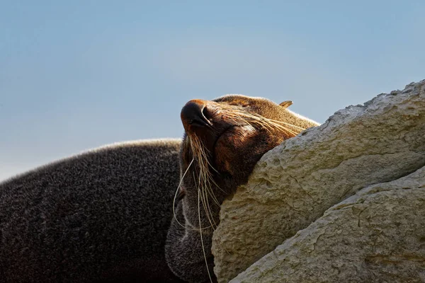 Eine Hinterleuchtete Pelzrobbe Genießt Die Sonne Auf Einem Felsen Neuseeland — Stockfoto