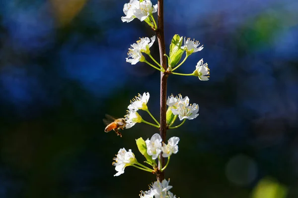 Honigbiene Auf Der Blüte Einer Billingtonpflaume — Stockfoto