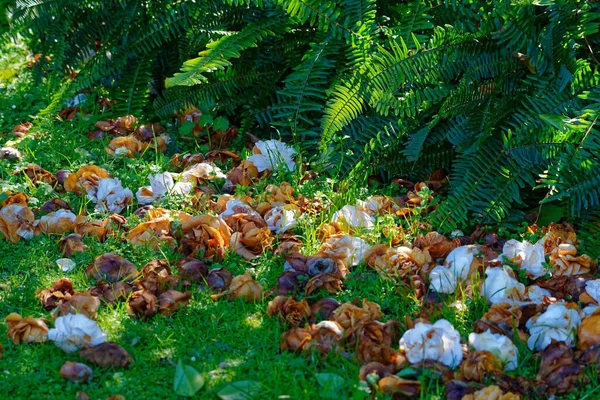 Dead Petals Camellia Bush Lawn — Stock Photo, Image