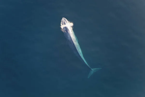 Blue Whale Surfacing Breath — Stock Photo, Image