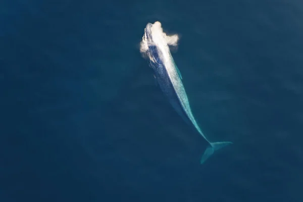 Wieloryb Błękitny Duży Ssak Morski Wypływa Powietrze — Zdjęcie stockowe