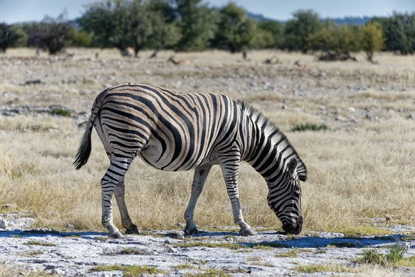 Egy Zebra Legel Afrikai Síkságon Zöld Bokor Van Háttérben — Stock Fotó