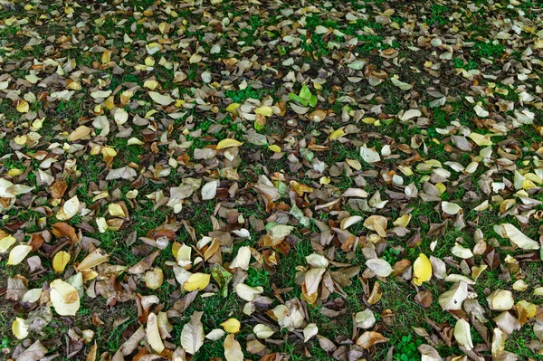 Good Worm Food Dead Autumn Leaves Lie Grass — Stock Photo, Image