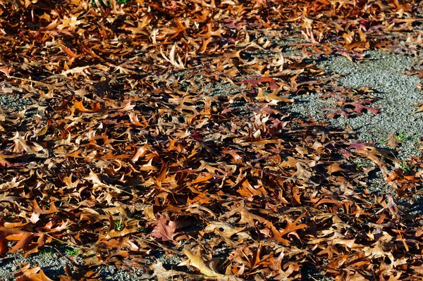 Cycle Life Autumn Leaves Lie Ground — Stock Photo, Image