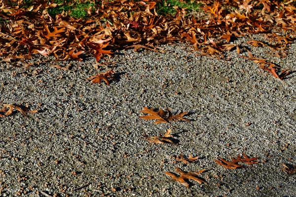 Some Autumn Leaves Have Strayed Path Park — Stock Photo, Image