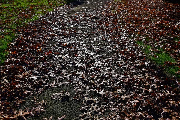 Sunlit Autumn Leaves Ground — Stock Photo, Image