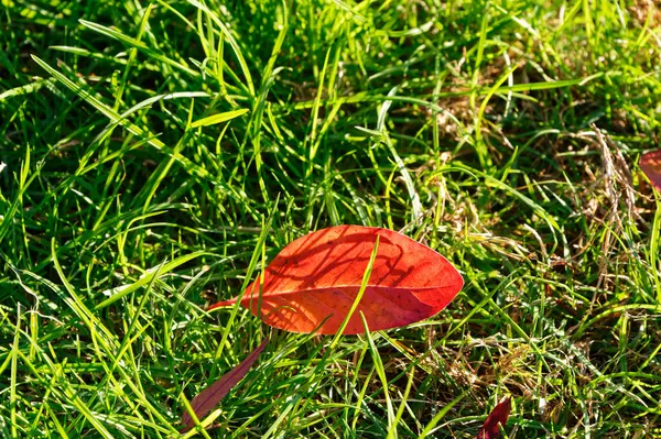 Uma Folha Outono Uma Laranja Vibrante Senta Para Trás Iluminado — Fotografia de Stock
