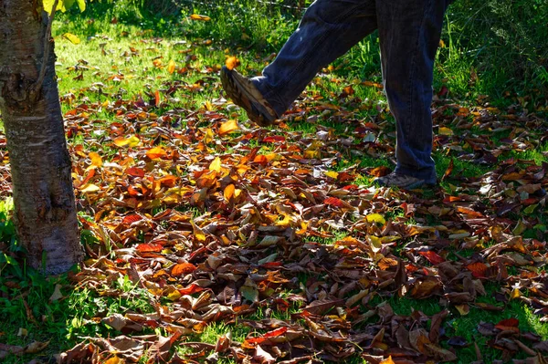 Man Having Fun Kicking Fall Leaves — Stock Photo, Image