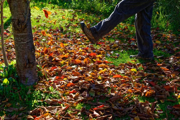Осенний Солнечный Свет Подчеркивает Красочные Листья Пинают — стоковое фото