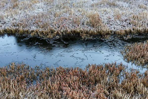 Zmrzlý Potok Mokřině — Stock fotografie