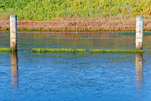 Agua Congelada Con Maleza Atrapando Los Cables Una Valla —  Fotos de Stock