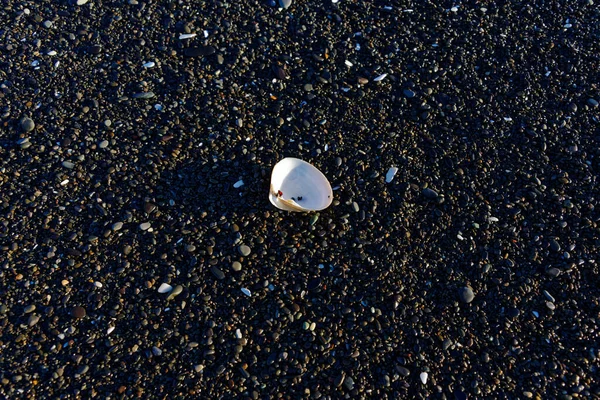 Una Concha Rodeada Guijarros Una Playa Pedregosa —  Fotos de Stock