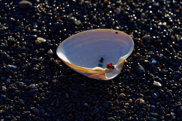 Una Piedra Roja Atrapada Bisagra Una Concha Marina —  Fotos de Stock