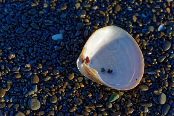 Close Seashell Little Red Stone Caught Its Edge Stony Beach — Stock Photo, Image