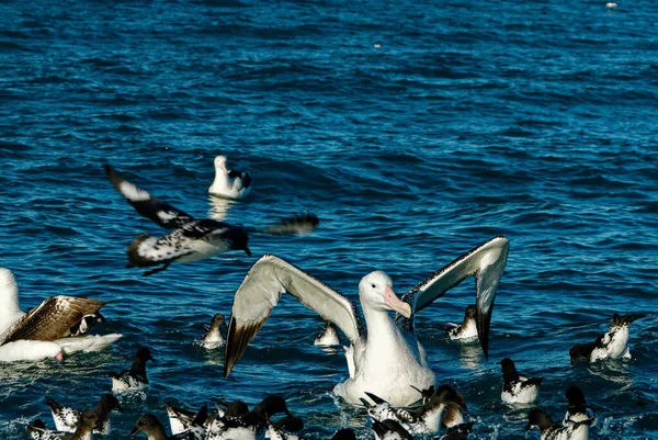 海燕和一只巨大的信天翁正坐在海面上 — 图库照片