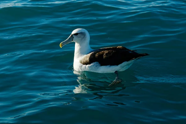 Albatros Leží Hladině Oceánů — Stock fotografie