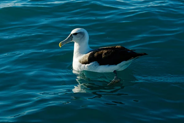 Albatroz Repousa Sobre Superfície Dos Oceanos — Fotografia de Stock