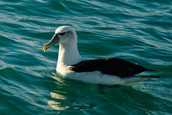 Albatroz Repouso Oceano — Fotografia de Stock