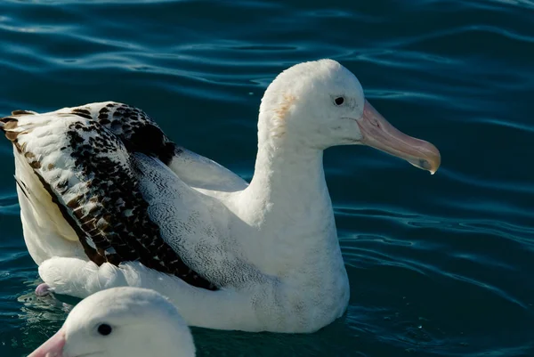 Albatroz Repouso Perto Kaikoura Nova Zelândia — Fotografia de Stock