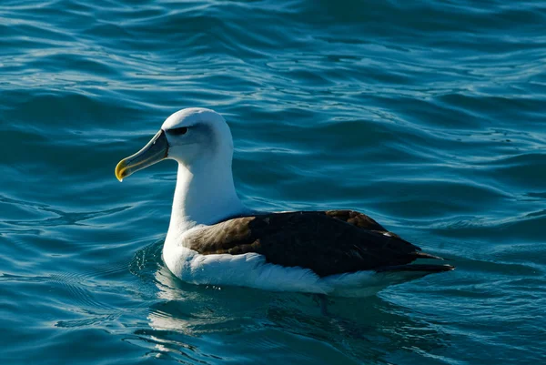 Albatros Koło Kaikoura Wyspie Południowej Nowej Zelandii — Zdjęcie stockowe